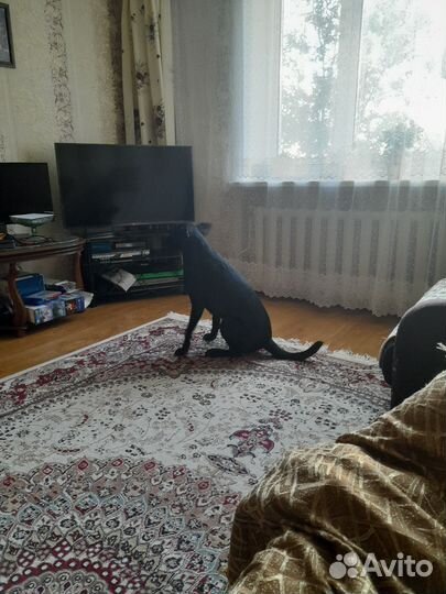 Отдам даром бесплатно в дар собаку