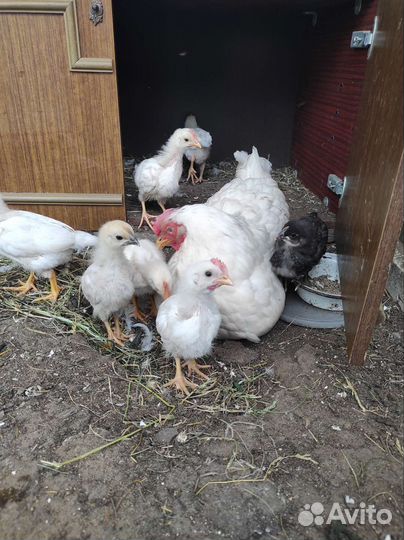 Молодые петушки