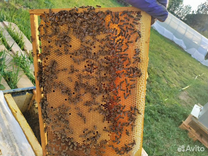 Ульи б/у, пчелы Карпатка, пчелопакеты