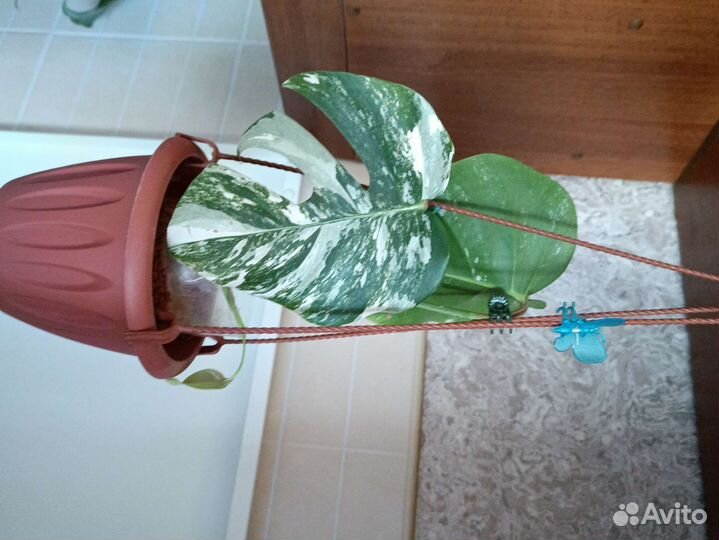 Монстера вариегатная альба