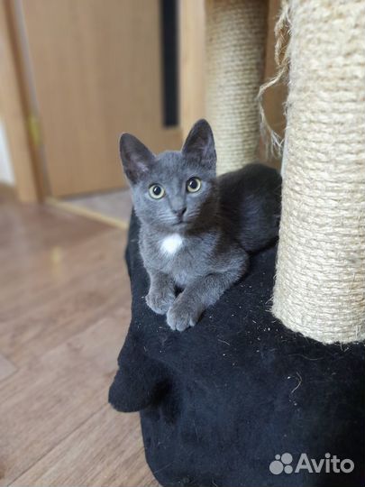 Мальчик породы русская голубая