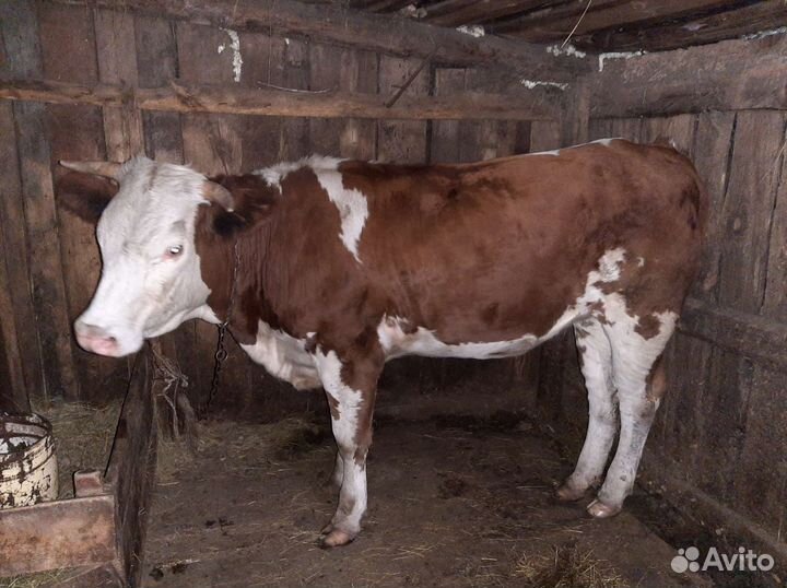 Телки стельные