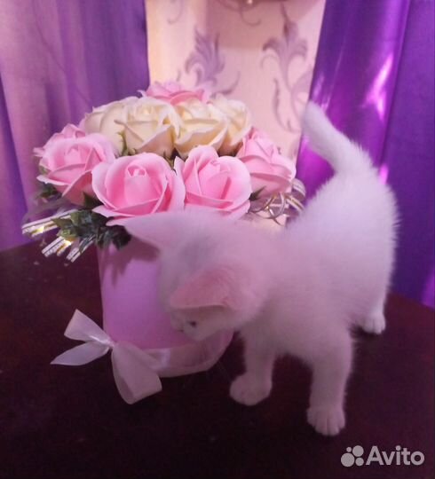 Кошечка в добрые руки бесплатно