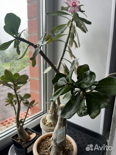 Адениум барашек