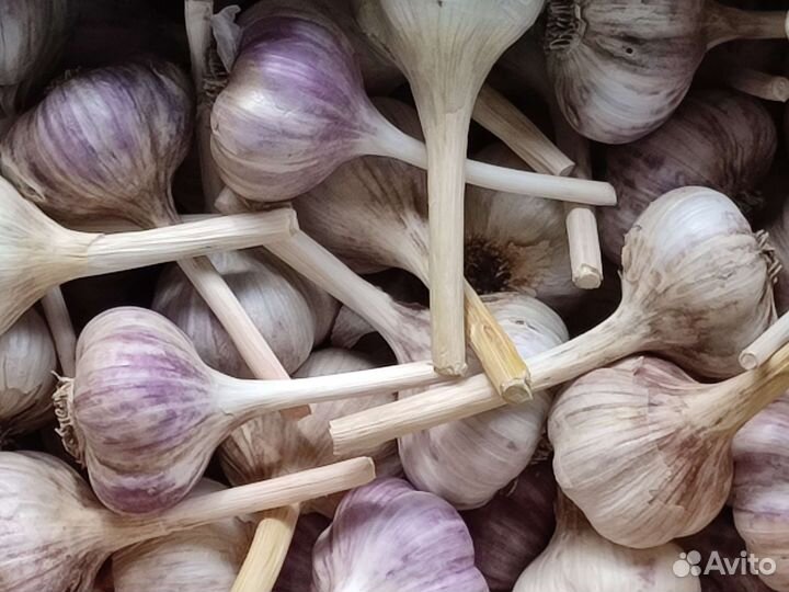 Чеснок домашний