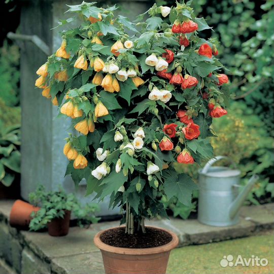 Абутилон семена