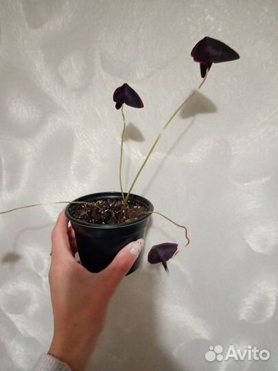 Кислица комнатная оксалис