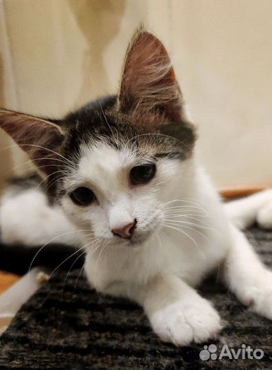 Котята