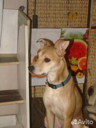 В добрые руки