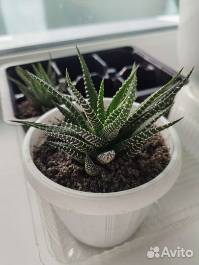 Хавортия полосатая