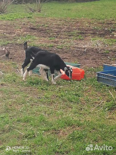 Козлята ламанча