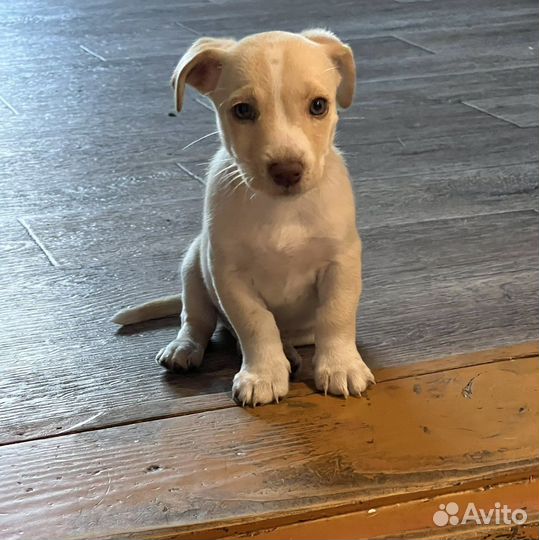 Отдам щенков