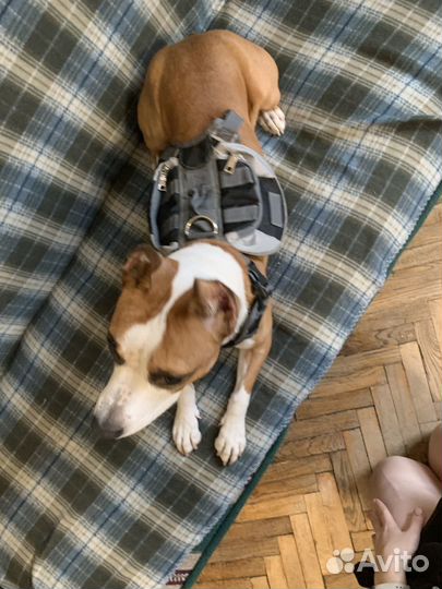 Рюкзак-шлейка для собак S