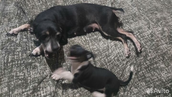 Щенки пинчера