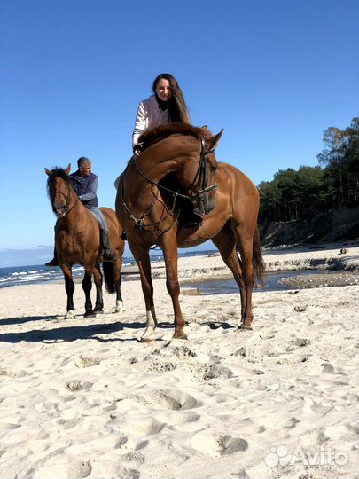 Конные прогулки