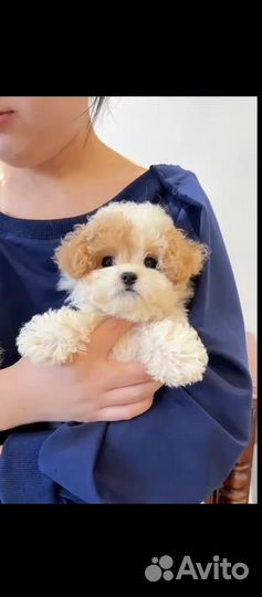 Мини щенки Пушоны