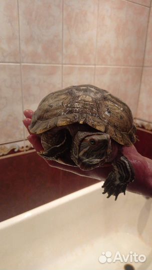 Красноухая черепаха