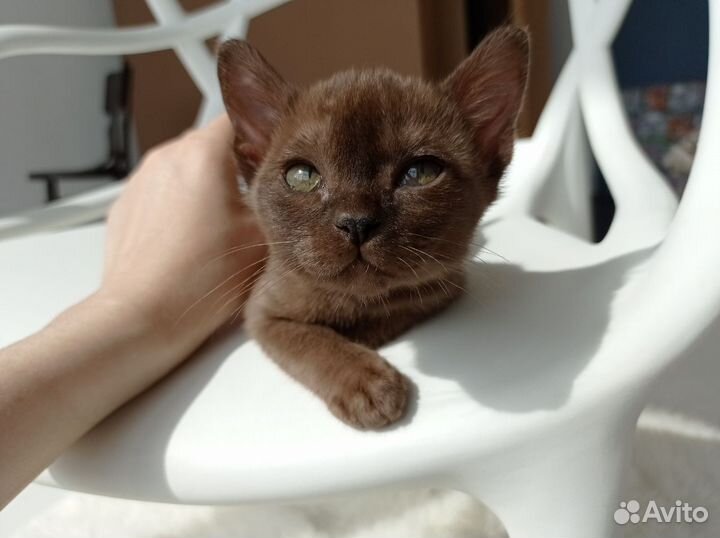 Бурманские котята