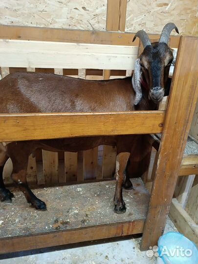 Дойные нубийские козы