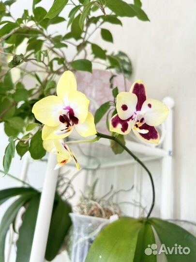 Орхидея фаленопсис сортовой