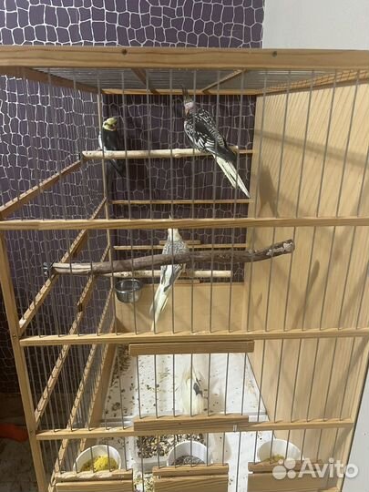 Попугай корелла два пара с клеткой