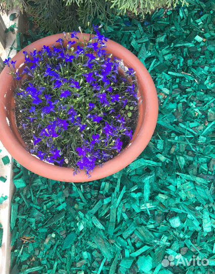 Щепа декоративная зеленая