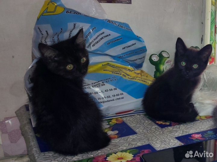 Котята в добрые руки