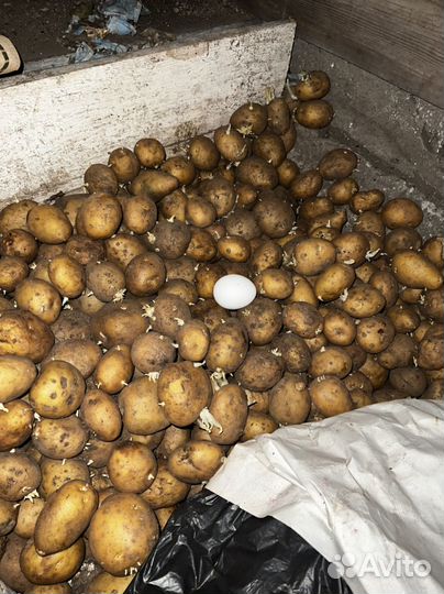 Картофель на посадку Адретта