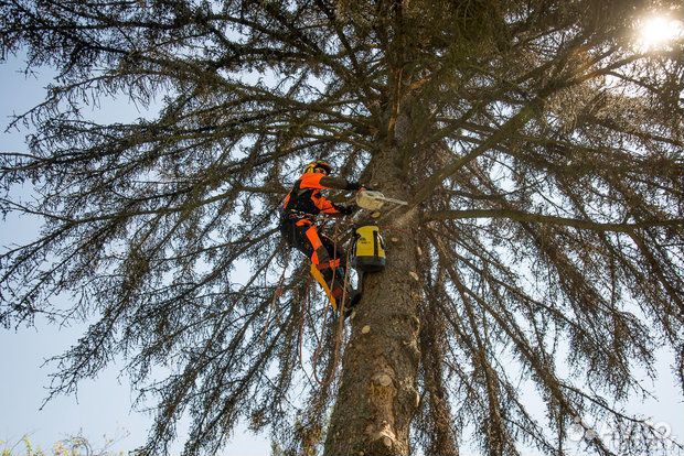 Спил деревьев