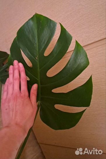 Комнатные растения цветы