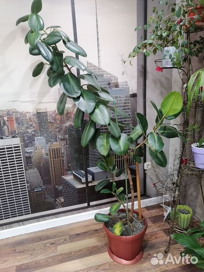 Комнатное растение фикус