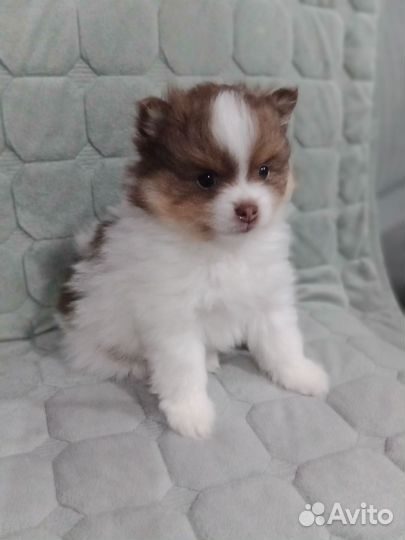 Щенки шпица