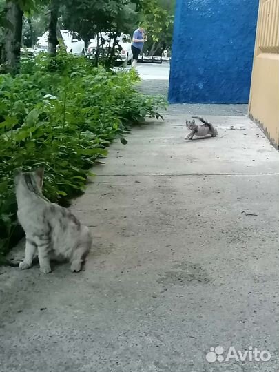 Котята в добрые руки