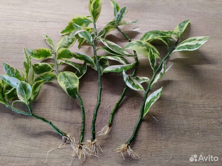 Педилантус. Комнатное растение