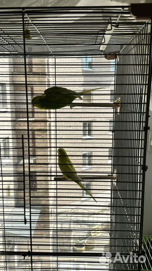 Волнистый попугай самка и самец