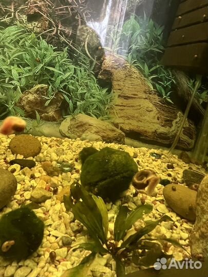 Улитки для чистки аквариума