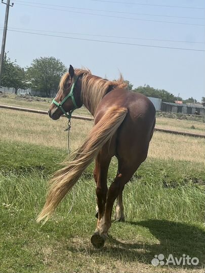 Жеребец тяжеловоз