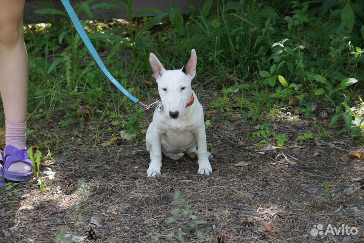 Миниатюрный бультерьер щенки