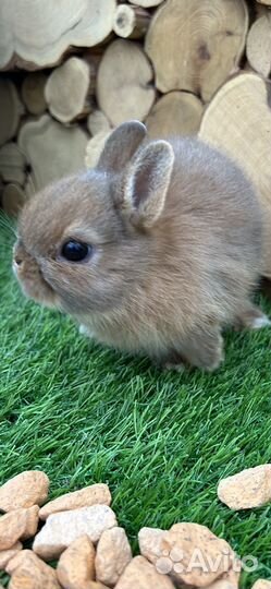 Карликовые декоративные крольчата