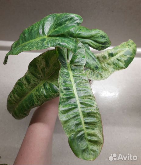 Филодендрон параисо верде билли мраморный