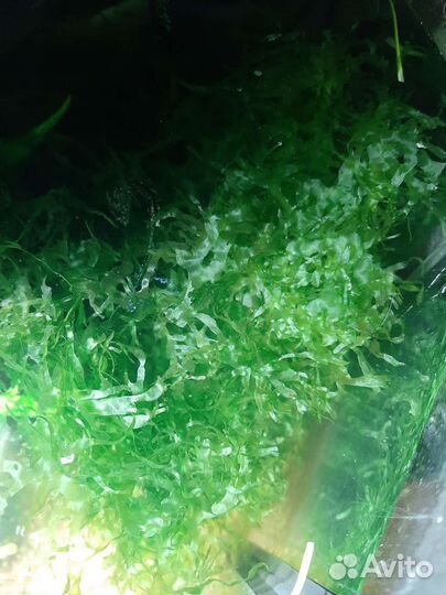 Ломариопсис