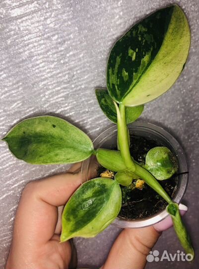 Филодендрон хосе буэно