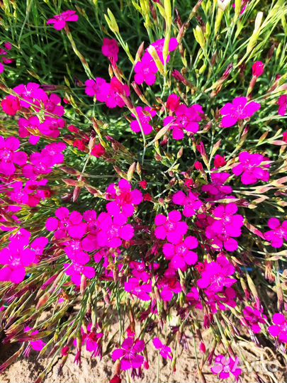 Гвоздика травянка