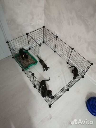 Вольер решетка для котят и щенков
