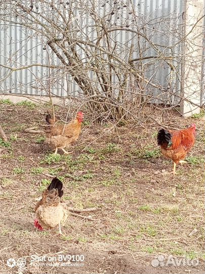 Петушки и курочки цыплята кучинской