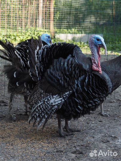 Индюки бронзовные
