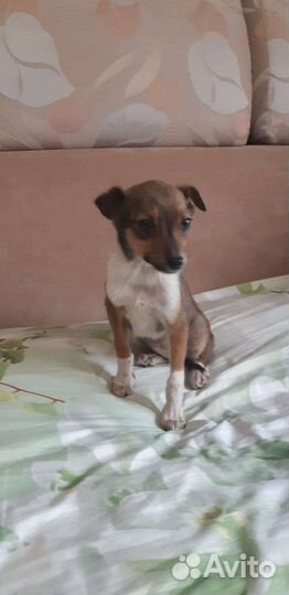 Щенята в добрые руки