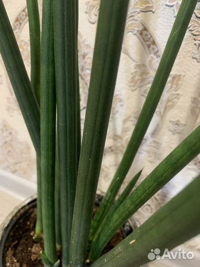 Сансевиерия бакуларис микадо