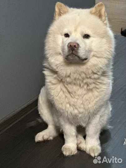 Чау-чау кобель для вязки