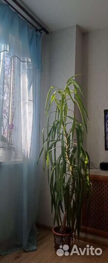 Пальма драцена